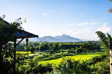 Rice field in Muang Pan district of Lampang province