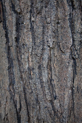 Bark Texture