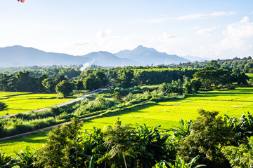 Rice field in Muang Pan district of Lampang province