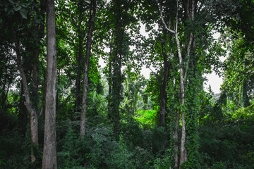 forest tree green nature park 