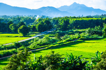 Rice field in Muang Pan district of Lampang province