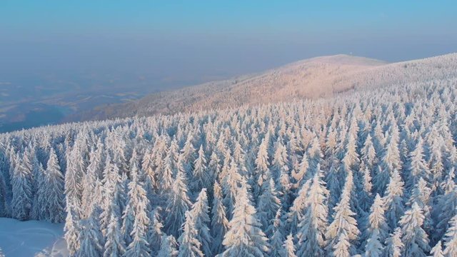 AERIAL: Bright winter sun illuminating the snowy pine trees covering the landscape. Picturesque view of the endless coniferous forest covered in freshly fallen snow. Spectacular wintry mountains.