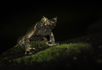 Wild Short-horned Frog (Megophrys aceras) at night