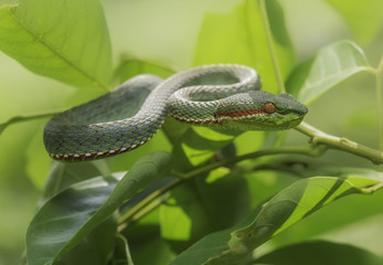 Wild Pope's Pit Viper (Trimeresurus popeorum) in Malaysia