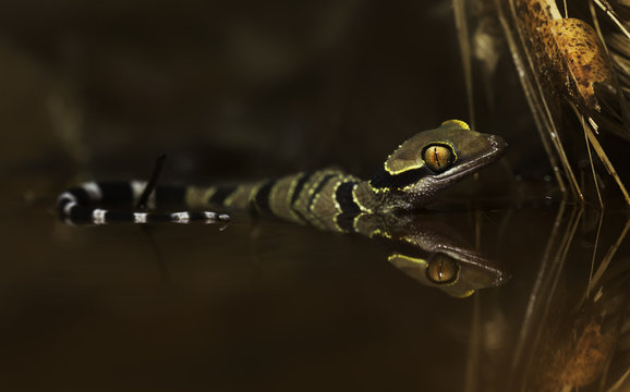Wild Tuberculate Bent-toed Gecko (Cyrtodactylus macrotuberculatus) in water