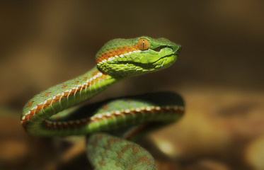 Wild Pope's Pit Viper (Trimeresurus popeorum) in Malaysia