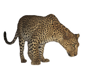 Leopard isolated on white background   