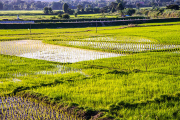 Rice field in Muang Pan district of Lampang province