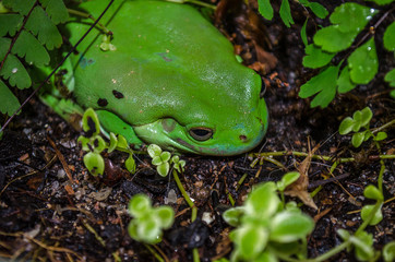 green tree frog