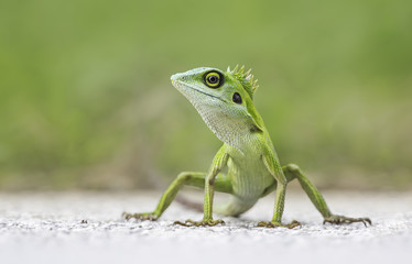 Wild green crested lizard (Bronchocela cristatella)