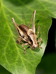 gemeine Strauchschrecke