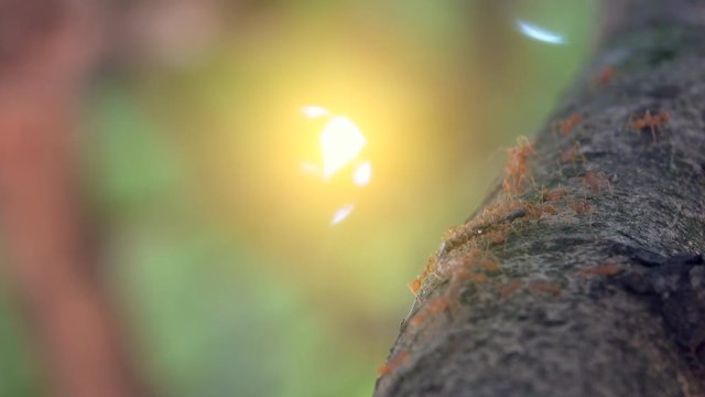 Ants teamwork carry earthworm to over on tree
