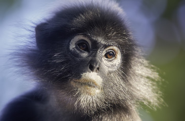 Dusky leaf monkey (Trachypithecus obscurus) portrait