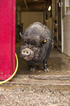 Vietnamese pig in a city farm