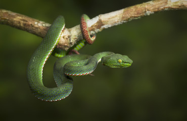 Wild Pope's Pit Viper (Trimeresurus popeorum) in Malaysia
