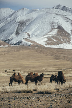 Camels in the Desert