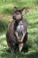 Western grey kangaroo