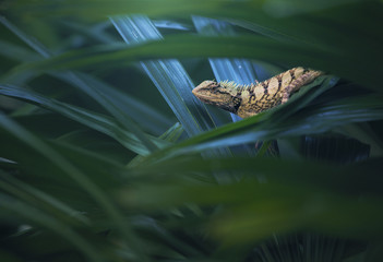 Wild Emma Gray's forest lizard (Calotes emma) in leafy jungle, Thailand