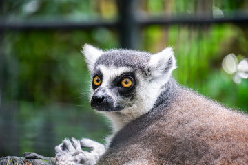 lemur catta - portrait of the animal.3
