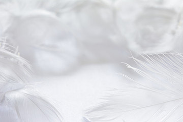
White feather background
