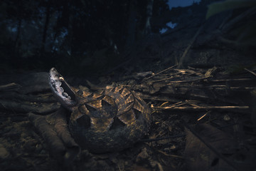 Wild malayan pit viper (Calloselasma rhodostoma) in Thailand