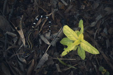 Wild Oldham's bow-fingered gecko (Cyrtodctylus oldhami) on leaf litter in Thailan