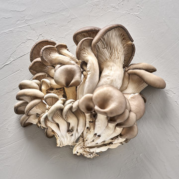 Wholesome Oyster Mushrooms with Copy Space