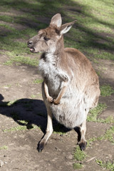 Fototapeta premium Western grey kangaroo