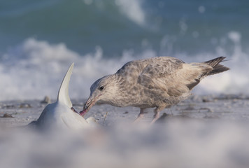 Wild seagull scavenging on dead shark