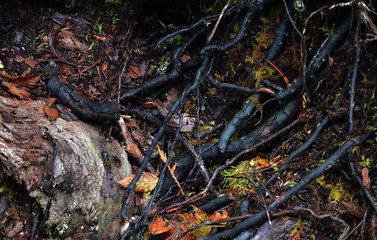 Tree root