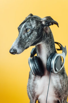 A greyhound with headset on orange background