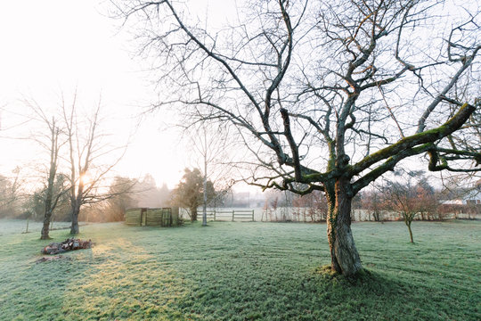 Cherry tree and field in winter