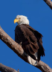 Wild bald eagle (Haliaeetus leucocephalus) perched on branch in Florida