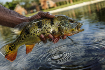 Releasing a peacock bass