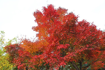 小石川後楽園の紅葉