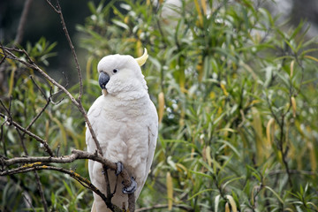 sulphur crested cockatoo