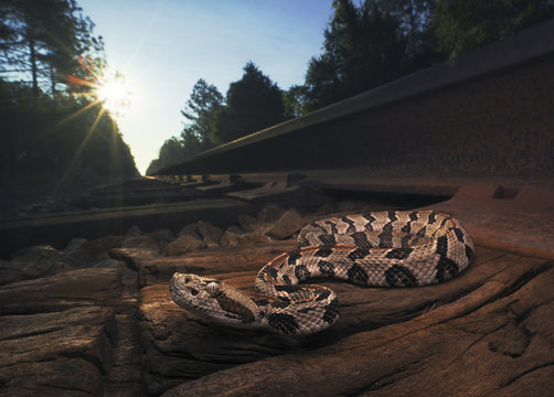Wild timber rattlesnake (Crotalus horridus) in Florida