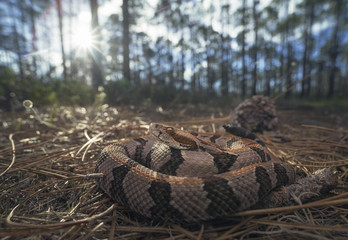 Wild timber rattlesnake (Crotalus horridus) in Florida