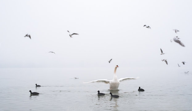 Spent some time with swans during winter