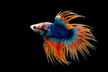 Fototapeta premium Crown Tail Betta, Siamese fighting fish, blue and orange coloured pla-kad ( biting fish) Thai; betta isolated on black background with clipping path