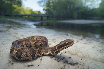 Wild cottonmouth snake (Agkistrodon piscivorus) in Florida