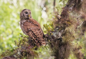Wild barred owl (Strix varia) on moss covered branch in Florida