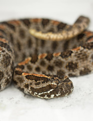Wild pygmy rattlesnake (Sistrurus miliarius) in Florida