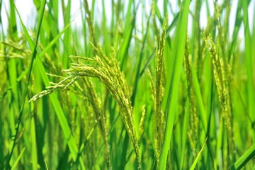 green rice growing on green nature background