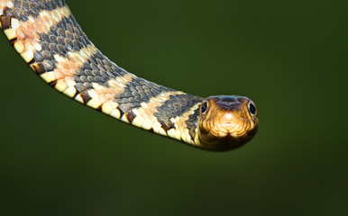 Wild banded watersnake (Nerodia fasciata) in Florida