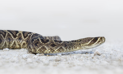 Wild eastern diamondback rattlesnake (Crotalus adamanteus) in Florida