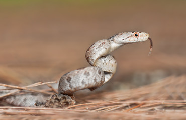 Wild juvenile ratsnake in Florida