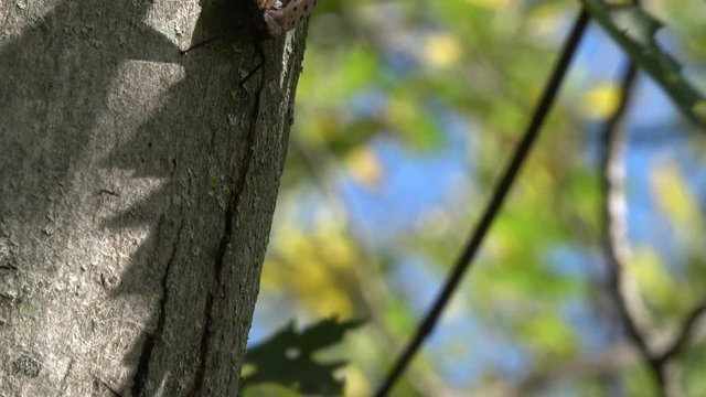 tree with bug green leaves - Lanternfly