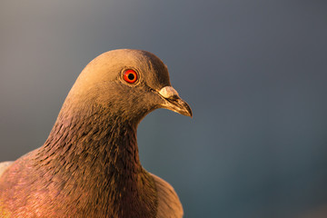 Closeup of a Rock Pigeon on my balcony