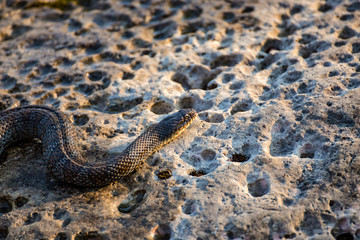 A Northern Watersnake on a rock